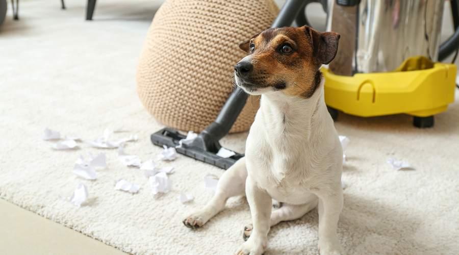 How to Keep Carpets Clean With Pets in the House